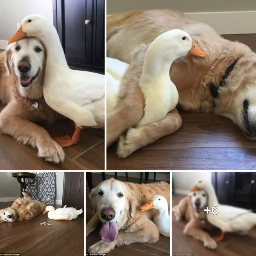 “Unexpected Friendship: When a Dog and Bird Became Best Buddies”