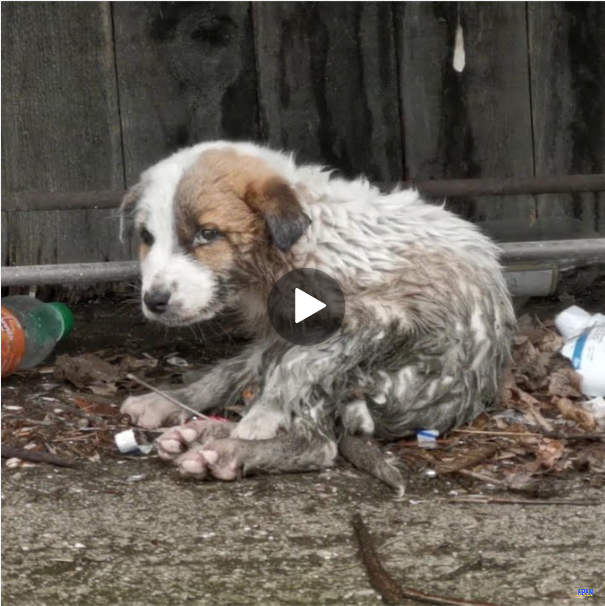 “Woman Overwhelmed with Emotion as She Saves Muddy Pup from Negligence”