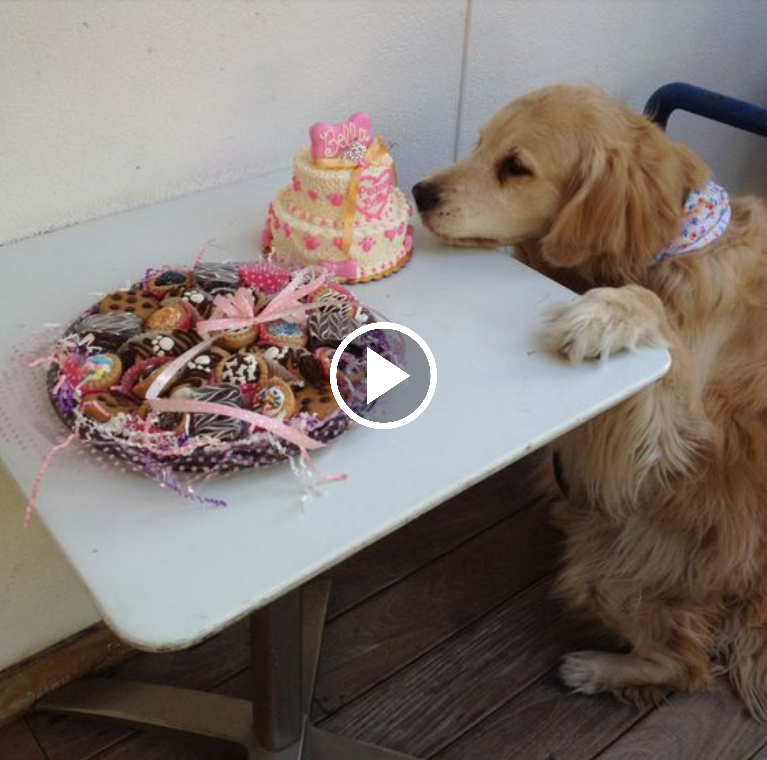 “15 Years of Waiting: A Dog’s Tearful Birthday Celebration with its First Cake”